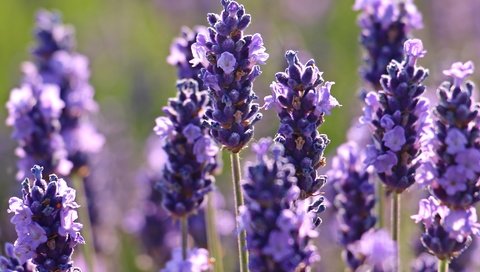 Обои цветы, макро, лаванда, flowers, macro, lavender разрешение 5184x3182 Загрузить