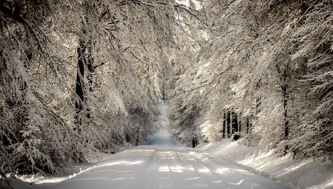 Обои дорога, деревья, снег, лес, зима, ветки, иней, road, trees, snow, forest, winter, branches, frost разрешение 2560x1600 Загрузить