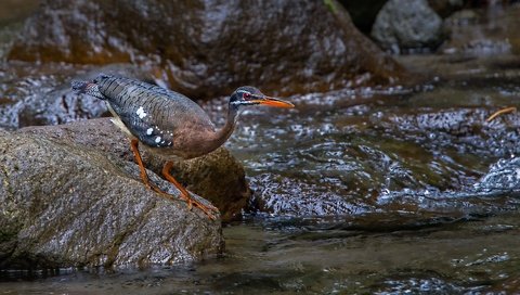 Обои ручей, камень, птица, клюв, цапля, солнечная цапля, stream, stone, bird, beak, heron, solar heron разрешение 1920x1136 Загрузить