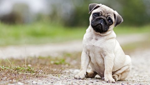 Обои мордочка, взгляд, собака, щенок, мопс, muzzle, look, dog, puppy, pug разрешение 3840x2400 Загрузить