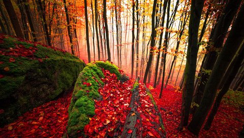 Обои деревья, лес, листья, стволы, осень, мох, trees, forest, leaves, trunks, autumn, moss разрешение 1920x1200 Загрузить