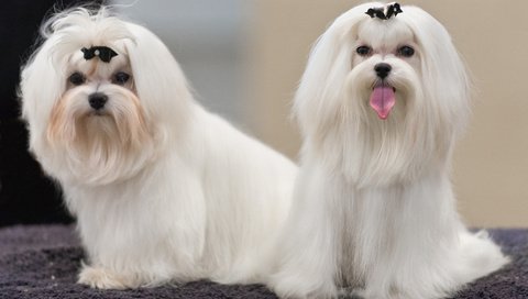 Обои взгляд, собаки, мордочки, болонка, мальтийская болонка, мальтезе, look, dogs, faces, lapdog, maltese разрешение 3840x2400 Загрузить