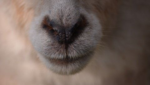 Обои шерсть, нос, овечка, крупным планом, овца, wool, nose, sheep, closeup разрешение 6000x4000 Загрузить