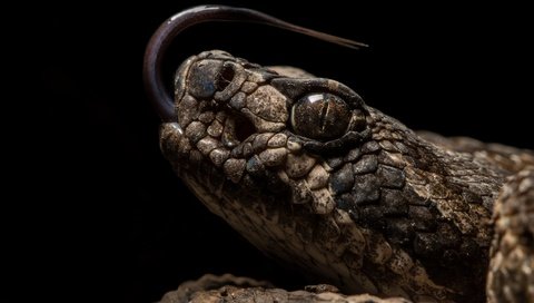 Обои змея, черный фон, рептилия, пресмыкающиеся, snake, black background, reptile, reptiles разрешение 2560x1600 Загрузить