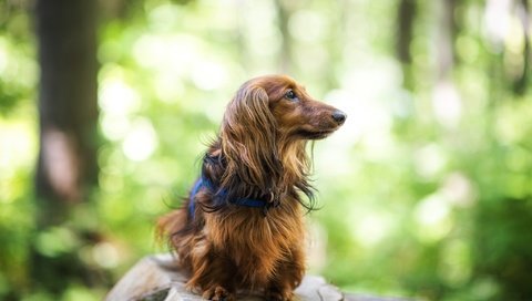 Обои собака, друг, такса, длинношерстная, dog, each, dachshund, longhair разрешение 2048x1368 Загрузить