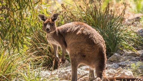 Обои растения, взгляд, животное, кенгуру, plants, look, animal, kangaroo разрешение 3250x2000 Загрузить