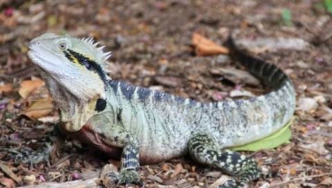 Обои ящерица, австралия, рептилия, игуана, lizard, australia, reptile, iguana разрешение 3888x2592 Загрузить