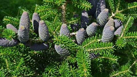 Обои природа, хвоя, ветки, шишки, пихта, шишки.пихта, nature, needles, branches, bumps, fir, bumps.fir разрешение 4928x3264 Загрузить