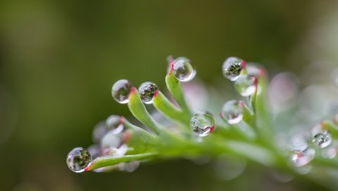 Обои природа, капли, блики, лист, размытость, растение, капельки росы, nature, drops, glare, sheet, blur, plant, drops of dew разрешение 1920x1200 Загрузить