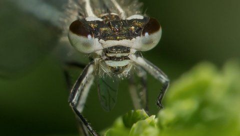 Обои глаза, природа, макро, насекомое, размытость, стрекоза, eyes, nature, macro, insect, blur, dragonfly разрешение 2048x1311 Загрузить