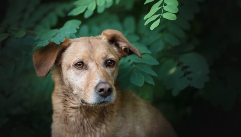 Обои природа, зелень, ветки, собака, друг, лабрадор, боке, nature, greens, branches, dog, each, labrador, bokeh разрешение 2560x1564 Загрузить