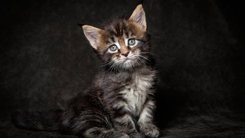Обои кот, мордочка, усы, кошка, взгляд, котенок, мейн-кун, cat, muzzle, mustache, look, kitty, maine coon разрешение 1920x1200 Загрузить
