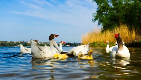 Обои вода, голубое небо, водоем, гусята, птицы, пруд, утята, утки, гусь, птенцы, гуси, geese, water, blue sky, pond, the goslings, birds, ducklings, duck, goose, chicks разрешение 2048x1152 Загрузить