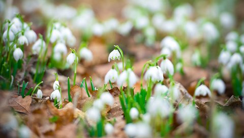 Обои цветы, листья, весна, белые, подснежники, flowers, leaves, spring, white, snowdrops разрешение 1920x1200 Загрузить