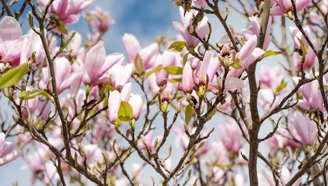 Обои цветы, цветение, ветки, весна, магнолия, flowers, flowering, branches, spring, magnolia разрешение 1920x1200 Загрузить