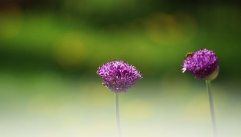 Обои цветы, зелень, насекомое, фон, размытость, декоративный лук, аллиум, flowers, greens, insect, background, blur, decorative bow, allium разрешение 1920x1280 Загрузить