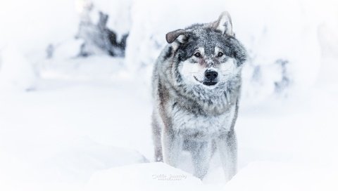 Обои морда, снег, зима, взгляд, хищник, волк, face, snow, winter, look, predator, wolf разрешение 2048x1365 Загрузить