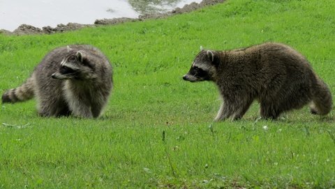 Обои трава, природа, животные, еноты, енот, grass, nature, animals, raccoons, raccoon разрешение 2048x1151 Загрузить