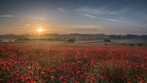 Обои цветы, закат, туман, поле, лето, красные, маки, flowers, sunset, fog, field, summer, red, maki разрешение 2000x1141 Загрузить