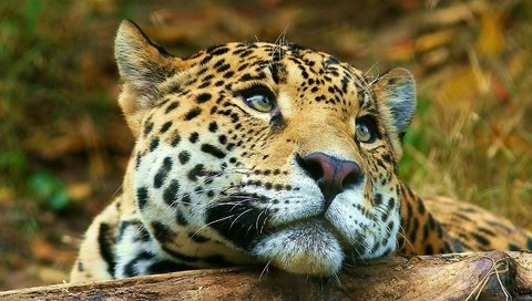 Обои морда, животные, взгляд, леопард, большая кошка, face, animals, look, leopard, big cat разрешение 1920x1080 Загрузить