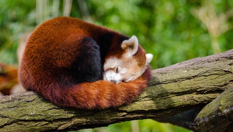 Обои дерево, панда, сон, ствол, красная панда, малая панда, tree, panda, sleep, trunk, red panda разрешение 4000x2649 Загрузить