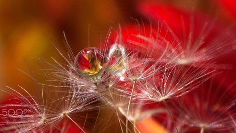 Обои капли, размытость, семена, пух, пушинки, былинки, aylin in the dropland, drops, blur, seeds, fluff, fuzzes, blade разрешение 2026x1080 Загрузить