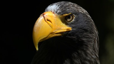 Обои орел, птица, клюв, черный фон, перья, орлан, прел, eagle, bird, beak, black background, feathers, orlan, prel разрешение 5212x3281 Загрузить