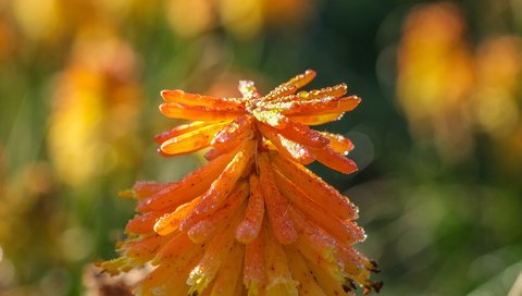 Обои природа, фон, цветок, книфофия, nature, background, flower, kniphofia разрешение 4896x2760 Загрузить