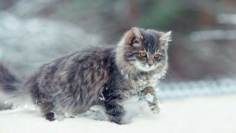 Обои снег, зима, кот, мордочка, усы, кошка, взгляд, snow, winter, cat, muzzle, mustache, look разрешение 1920x1080 Загрузить