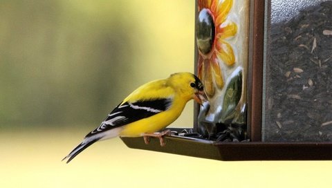 Обои птица, клюв, щегол, кормушка, птаха, american goldfinch, bird, beak, goldfinch, feeder, the american goldfinch разрешение 1920x1280 Загрузить