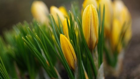 Обои цветы, бутоны, весна, желтые, крокусы, flowers, buds, spring, yellow, crocuses разрешение 1920x1200 Загрузить