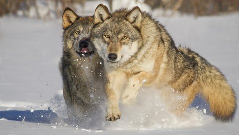 Обои снег, зима, хищники, волки, mlalancettee, snow, winter, predators, wolves разрешение 1920x1200 Загрузить