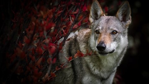 Обои листья, ветки, взгляд, осень, собака, чехословацкая волчья, влчак, чехословацкий волчак, leaves, branches, look, autumn, dog, czechoslovakian wolf, the wolfdog, czechoslovak volchak разрешение 1920x1200 Загрузить