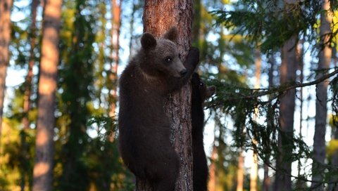 Обои деревья, лес, медведи, медвежата, trees, forest, bears разрешение 2048x1356 Загрузить