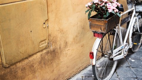 Обои цветы, велосипед, ящик, flowers, bike, box разрешение 5472x3648 Загрузить