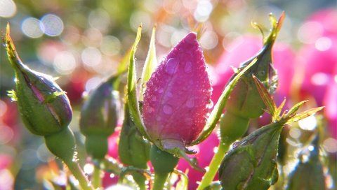 Обои цветы, бутоны, розы, боке, капли воды, flowers, buds, roses, bokeh, water drops разрешение 3264x2448 Загрузить