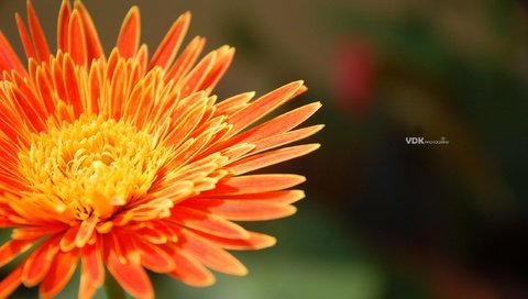 Обои макро, цветок, лепестки, хризантема, macro, flower, petals, chrysanthemum разрешение 2560x1600 Загрузить