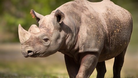 Обои поза, рога, носорог, pose, horns, rhino разрешение 5616x3744 Загрузить