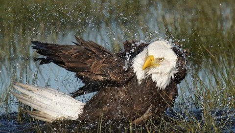 Обои вода, капли, орел, хищник, птица, клюв, перья, белоголовый орлан, water, drops, eagle, predator, bird, beak, feathers, bald eagle разрешение 1920x1080 Загрузить