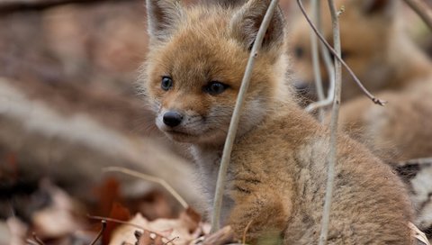 Обои ветки, взгляд, лиса, малыш, детеныш, лисенок, branches, look, fox, baby, cub разрешение 1920x1080 Загрузить