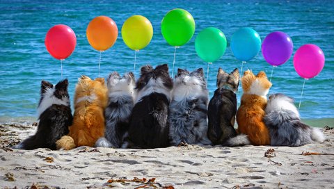 Обои шары, собаки, настроение, море, песок, пляж, разноцветные, шарики, воздушные, компания, company, balls, dogs, mood, sea, sand, beach, colorful, air разрешение 2112x1188 Загрузить