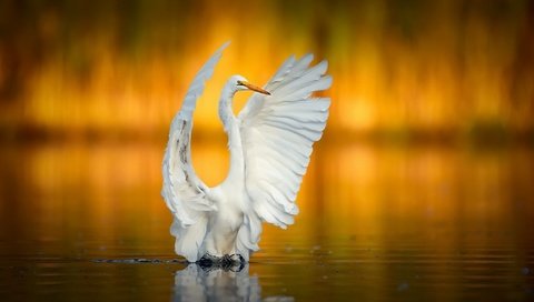 Обои крылья, птица, клюв, белая, цапля, wings, bird, beak, white, heron разрешение 2048x1366 Загрузить