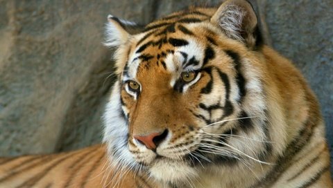 Обои тигр, морда, взгляд, хищник, бенгальский тигр, tiger, face, look, predator, bengal tiger разрешение 1920x1080 Загрузить