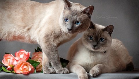 Обои цветы, кот, коты, пара, кошки, тайский кот, тайская кошка, flowers, cat, cats, pair разрешение 1920x1080 Загрузить