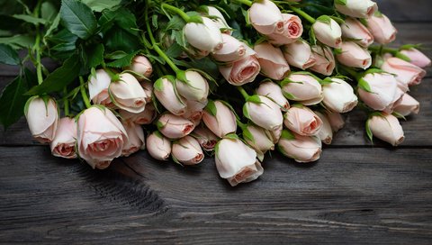 Обои цветы, бутоны, розы, букет, розовые, деревянная поверхность, flowers, buds, roses, bouquet, pink, wooden surface разрешение 5184x3456 Загрузить
