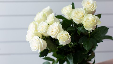 Обои цветы, розы, букет, белые, flowers, roses, bouquet, white разрешение 6357x4238 Загрузить