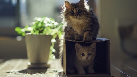 Обои кот, кошки, котята, коробка, играют, benjamin torode, ben torode, дейзи, ханна, cat, cats, kittens, box, play, daisy, hannah разрешение 2048x1434 Загрузить