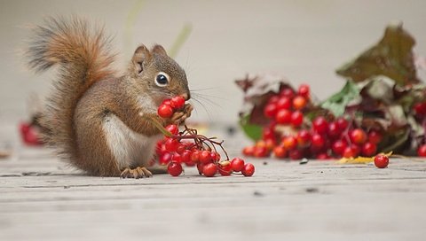 Обои ягоды, животное, белка, калина, грызун, berries, animal, protein, kalina, rodent разрешение 2048x1152 Загрузить