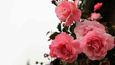 Обои цветы, розы, красные, белый фон, flowers, roses, red, white background разрешение 3840x2160 Загрузить