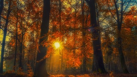Обои деревья, лес, осень, опавшая листва, trees, forest, autumn, fallen leaves разрешение 4608x3456 Загрузить